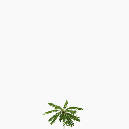 Biophytum Sensitivum