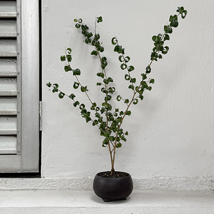 Ficus Benjamina Barok in Bron Brown