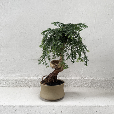 Hoop Pine in Kiro
