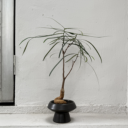 Bottle Tree in POD BLACK