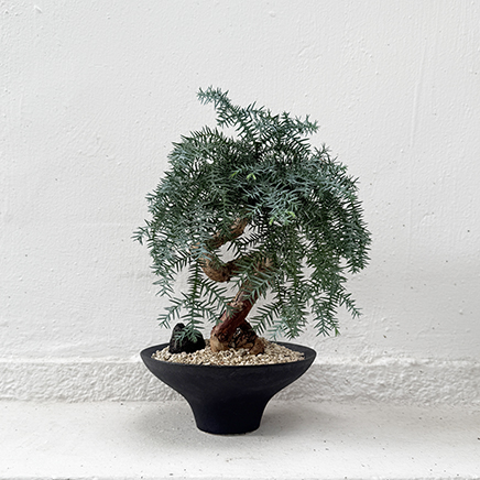 Hoop Pine in Yaz