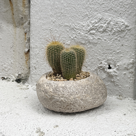 Cactus in Craig