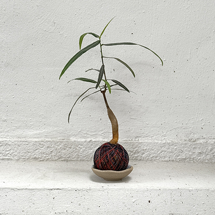 Bottle Tree Kokedama