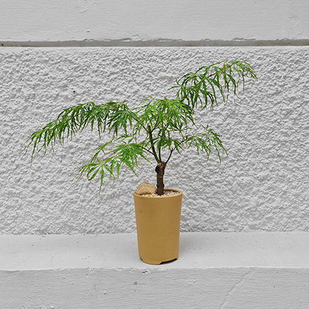 Maple in Tades