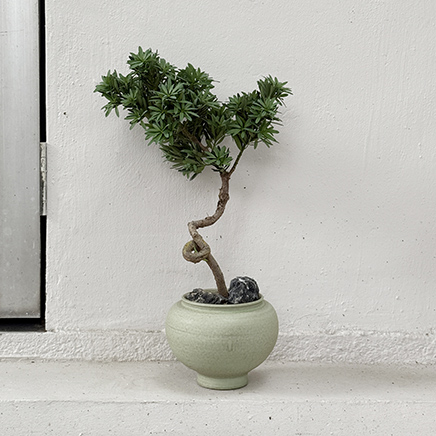 Podocarpus in Sam