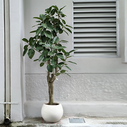 Ficus Audrey in Speckle Round
