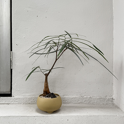 Bottle Tree in Bron Yellow