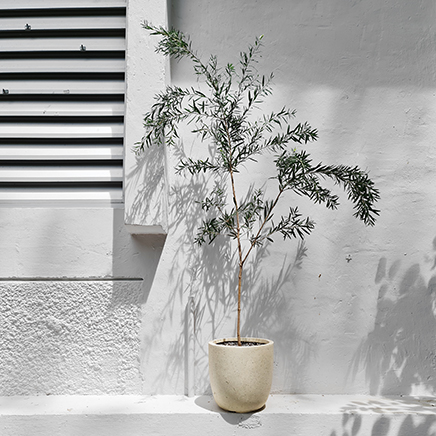 Tea Tree in Beck