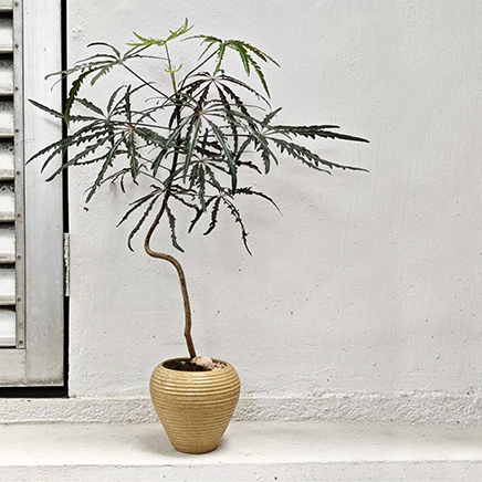 Schefflera Elegantissima in Ohana