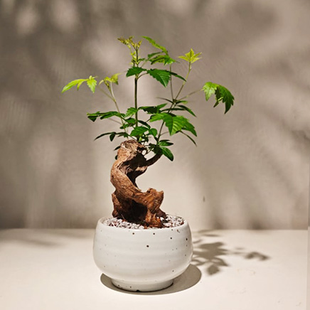 Mak Maple in Wren White