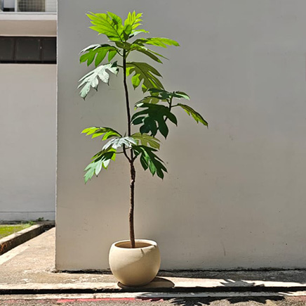 Bread Fruit Tree in Speckle Round