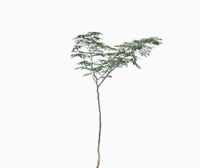 Rain Tree (XL)