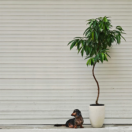 Ficus Alii in Speckle Tall