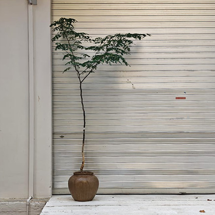 Rain Tree in Tyson D38