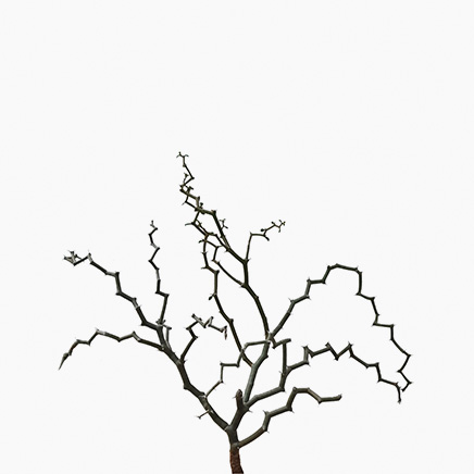 Decarya Madagascariensis (branch out)