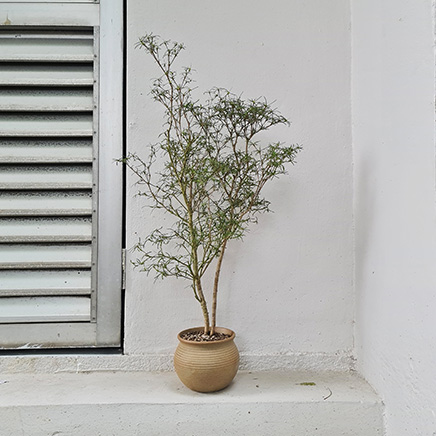 Euphorbia Hedyotoides in Dachi