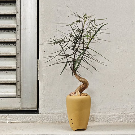Bottle Tree in Onxy Yellow