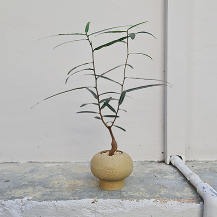 Bottle Tree in Urth&Phire D02
