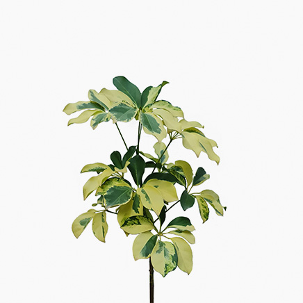 Variegated Schefflera (S)