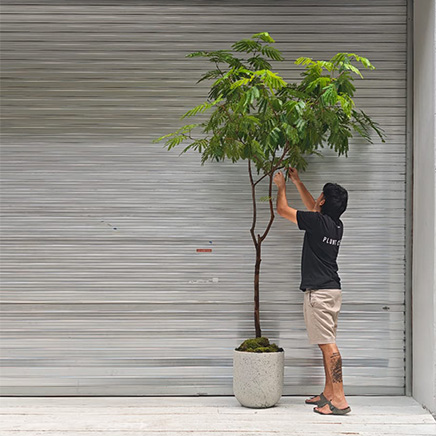Everfresh Tree in Zeno