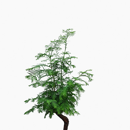 Dawn Redwood (S)