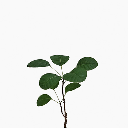 Cotinus Coggygria (Smoke Tree)