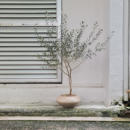 Olive Tree in Donn