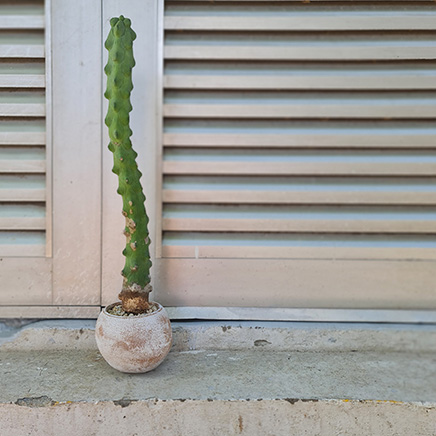 Breast Cactus in Aden