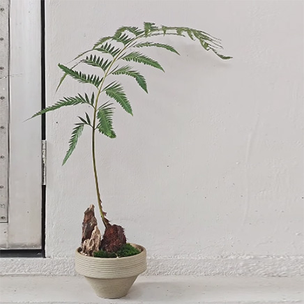 Fern in Yoichi