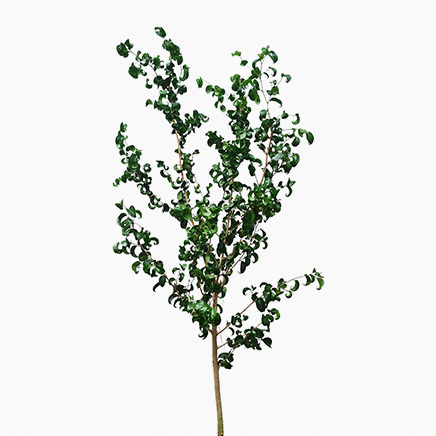 Ficus Benjamina Barok (L)