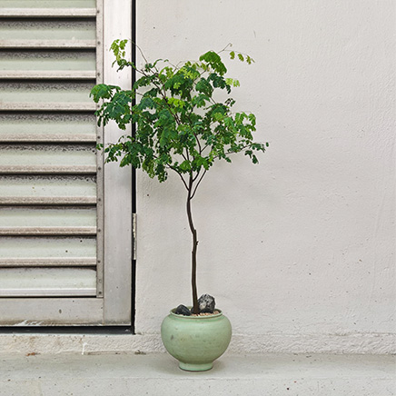 Rain Tree in Sam