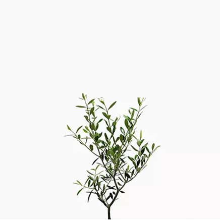 Hinakaza Olive Tree (XS)