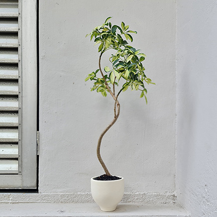 Variegated Schefflera in Dolv