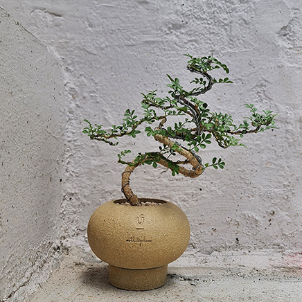 Feroniella Bonsai in Urth&Phire D02