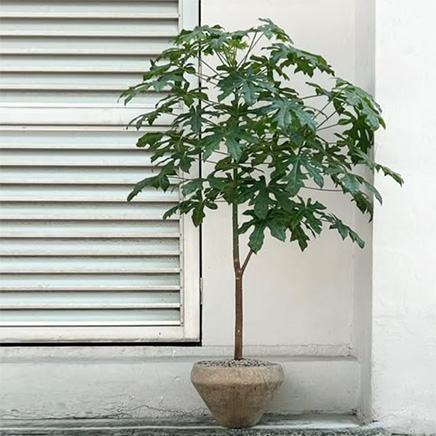 Brachychiton Acerifolius in Meg