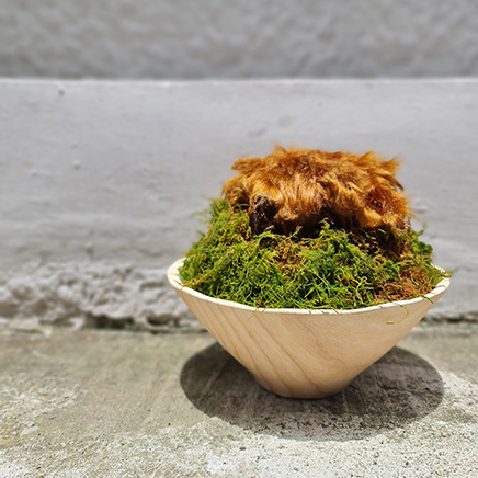 Golden Chicken Fern in Mia Woody I