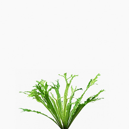 Variegated Birds Nest Fern (S)