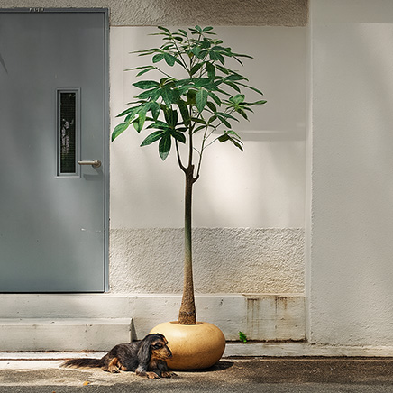 Pachira in Copper Donut H23