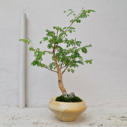 Texas Ebony in Nic Brown