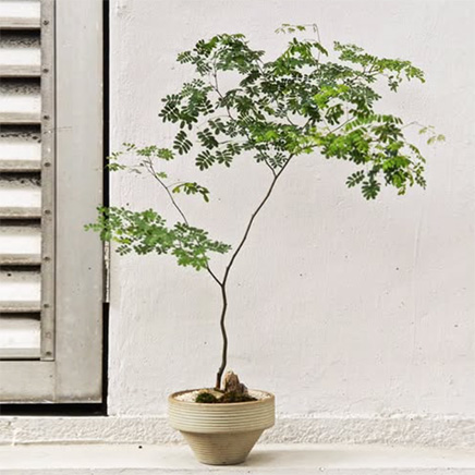 Brazilian Rain Tree in Yoichi