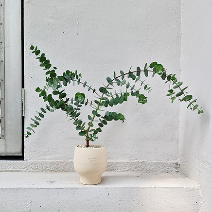 Eucalyptus Gunnii in Dolv