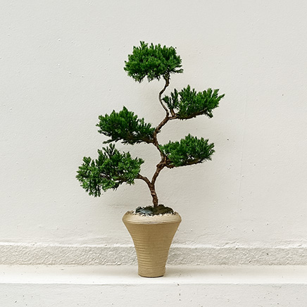 Juniper Bonsai in Yuui