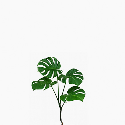Monstera Single Vine (M)