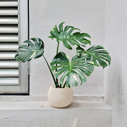 Monstera Thai Constellation in Orien Husk (M)
