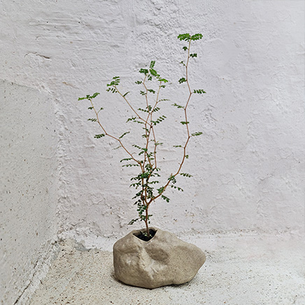 Sophora in Rock