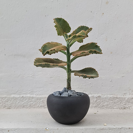 Kalanchoe Beharensis "Fang" in Otis