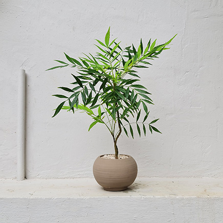 Mahonia Fortunei in Orien Brown