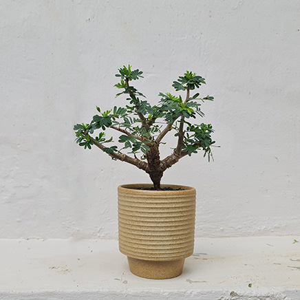 Senna Meridionalis in Kei