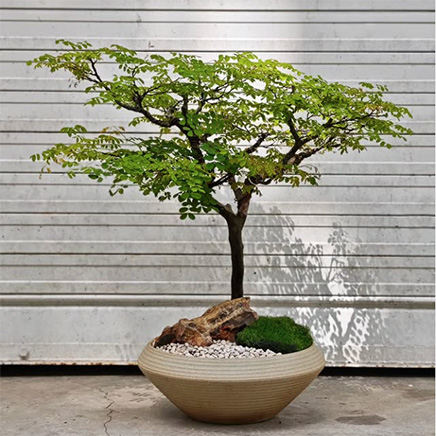 Brazilian Rain Tree in Megu