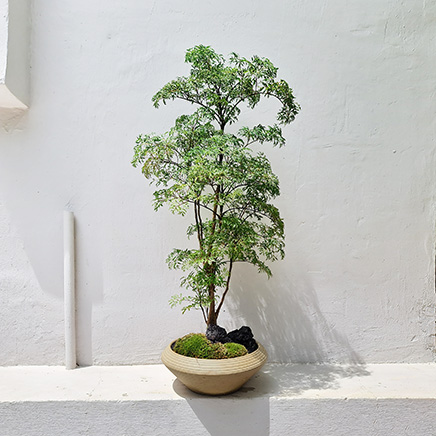 Ming Aralia In Megu
